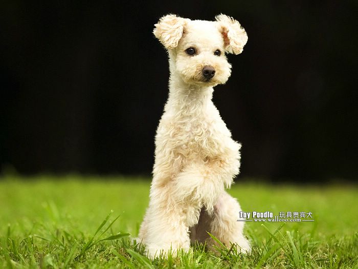 Cuddly Puppies Toy Poodle Puppy Wallpaper Lovable