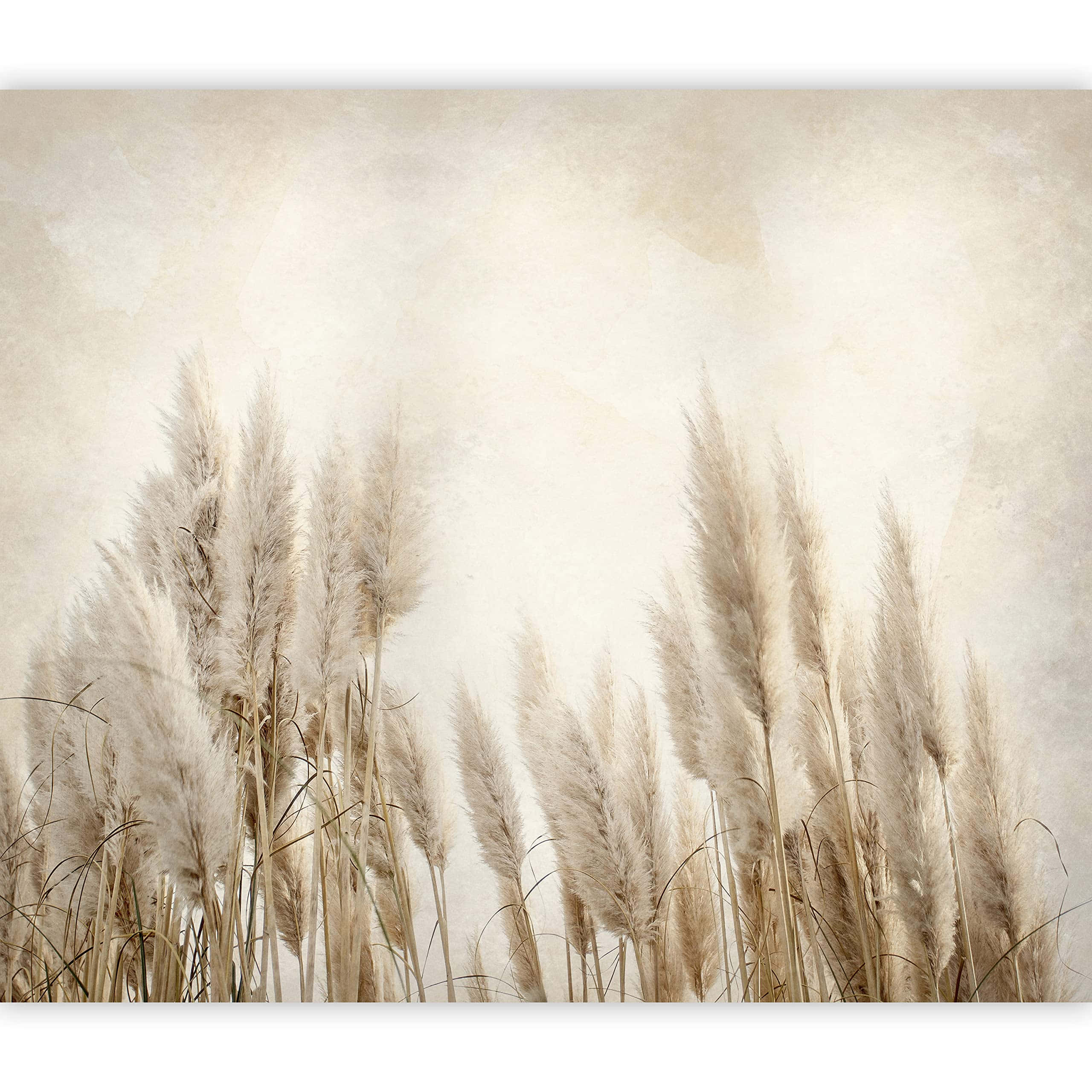 Pampas Grass Wallpaper