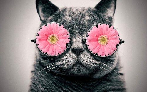 With Glasses Hippie Cat Daisy Sunglasses Hipster Grunge