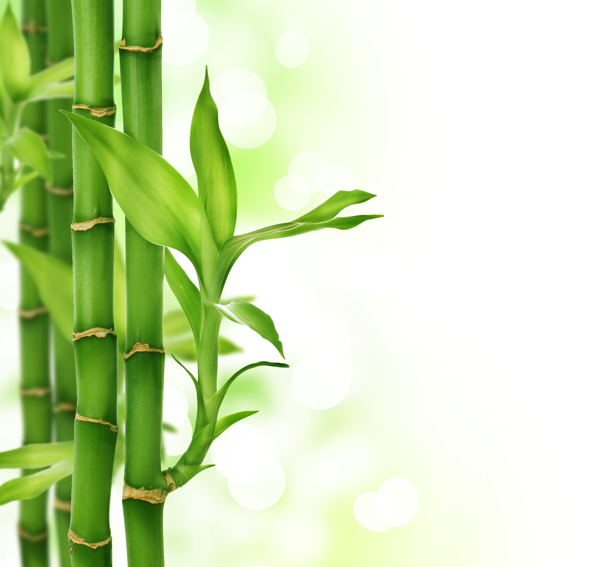 Bamboo Wallpaper Earth Hq Picture