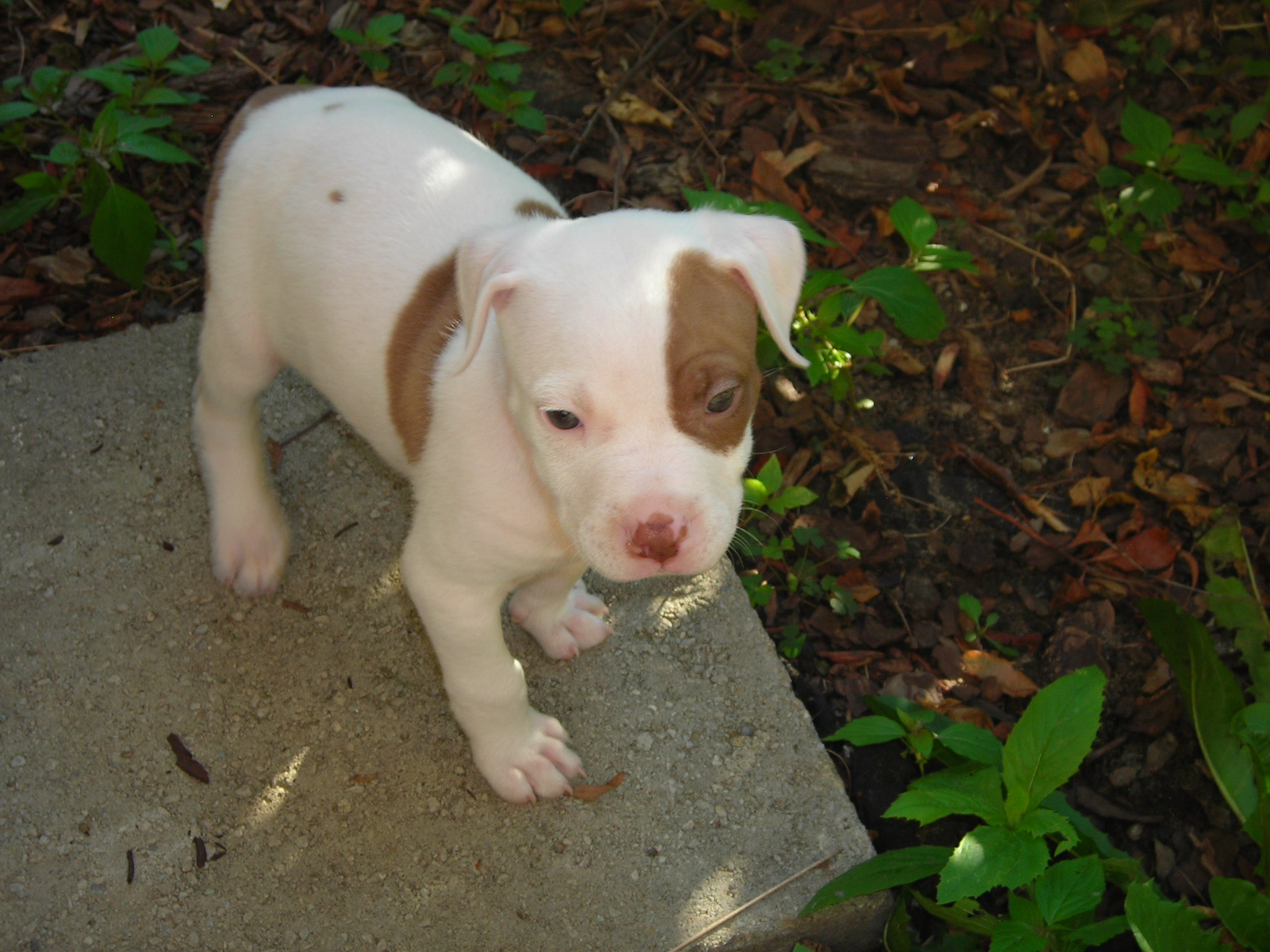 Baby Pitbull Image Pictures Becuo