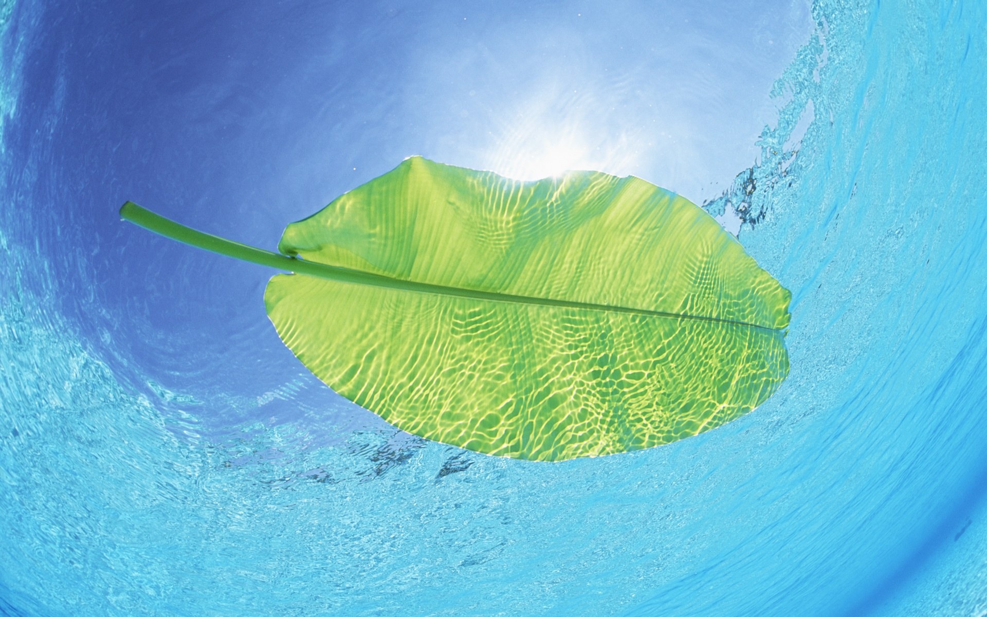 Leaf On Water Desktop Wallpaper