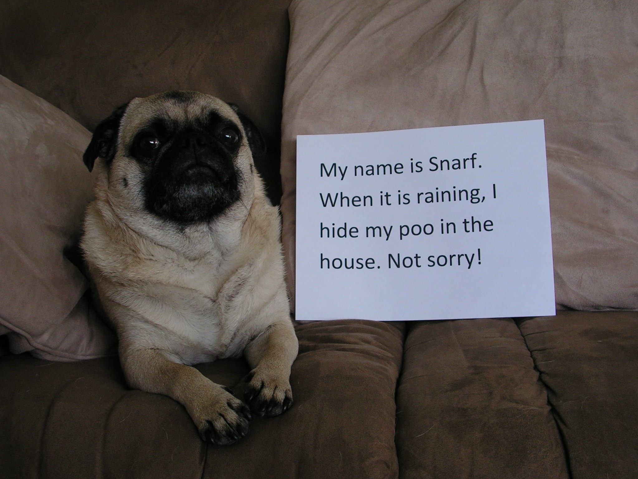 Snarf Doesn T Enjoy The Rain Dogshaming