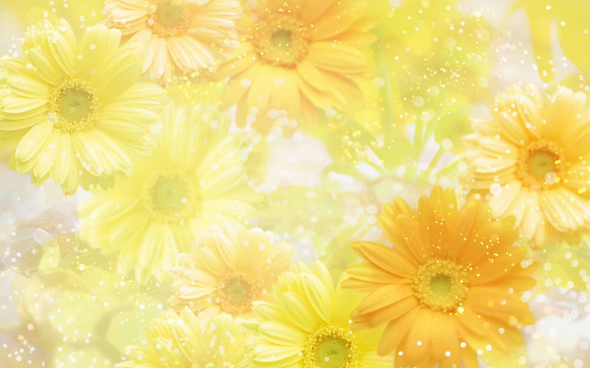 Soft focus close-up of yellow gerbera daisies, creating a dreamy and cheerful yellow wallpaper background