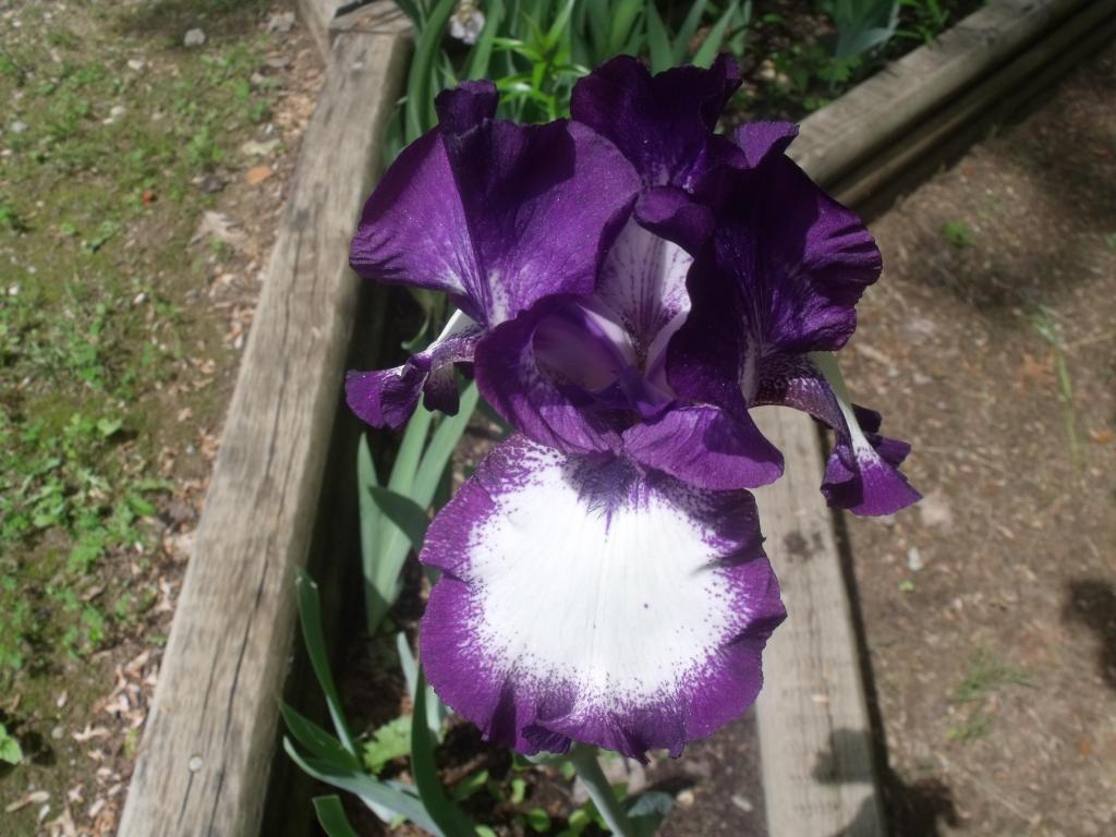 Bearded Iris High Quality And Resolution Wallpaper