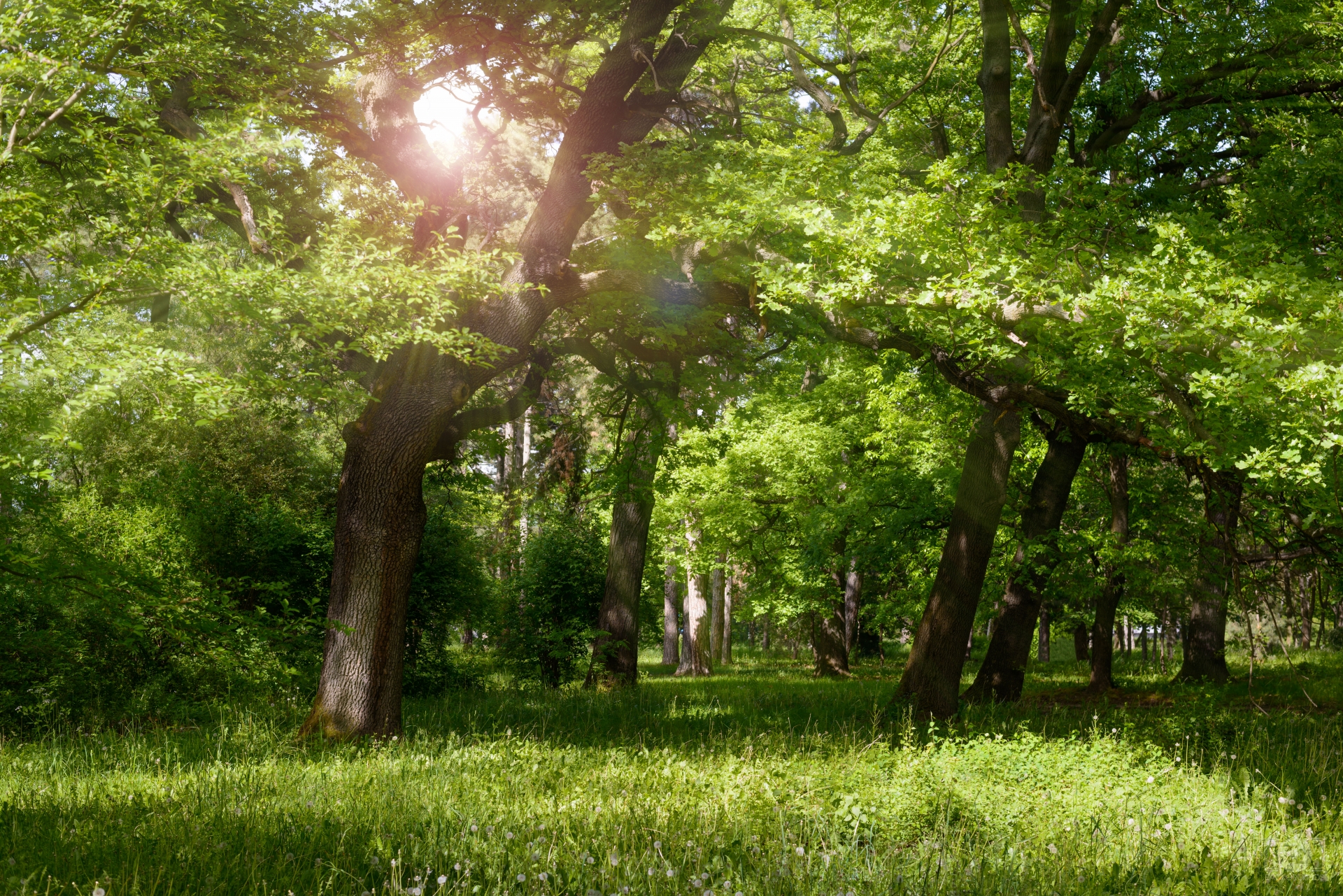 Sun Rays Between The Trees Background High Quality Background