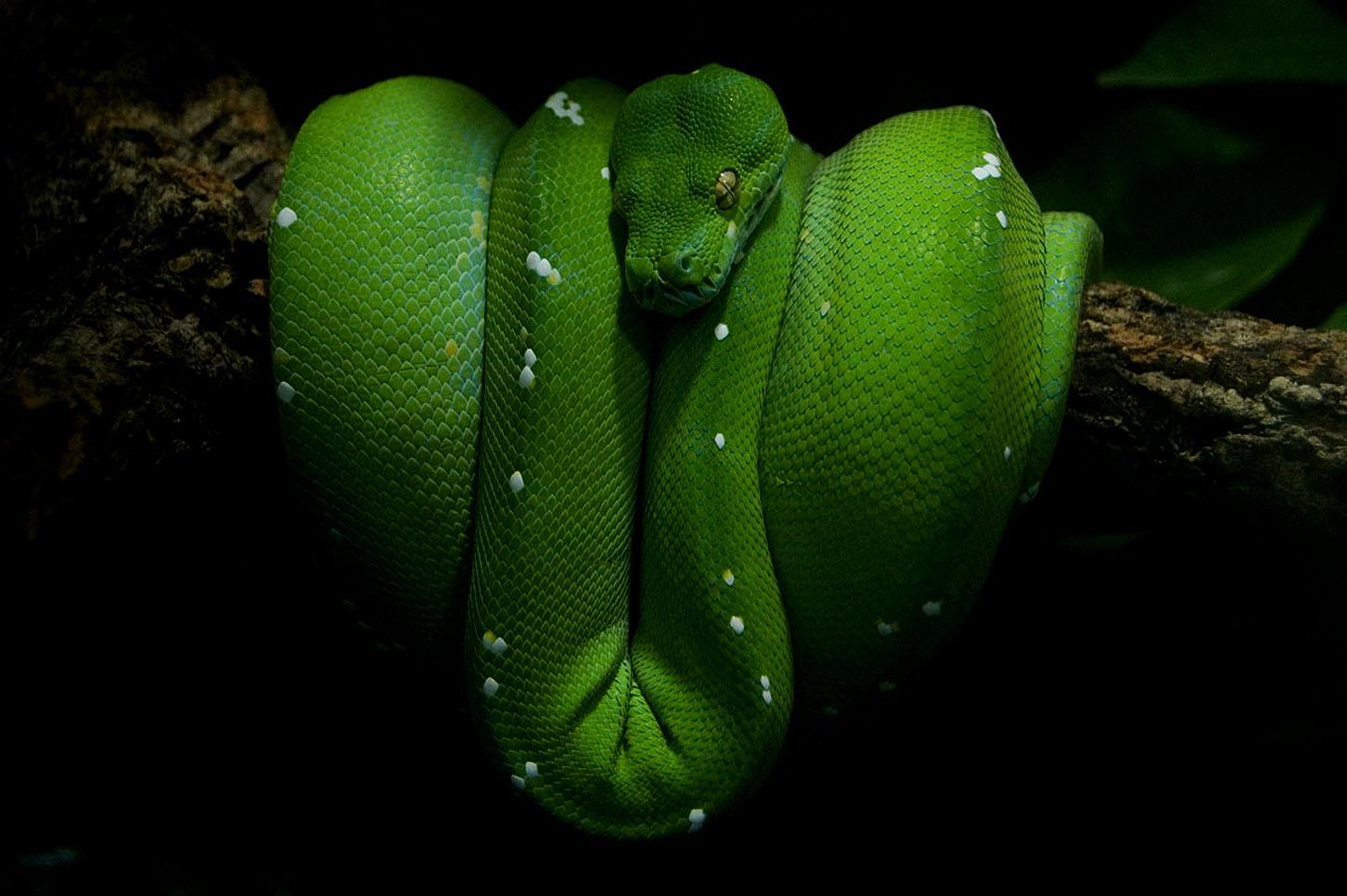 HD Green Garter Snake Pictures Mamba Image
