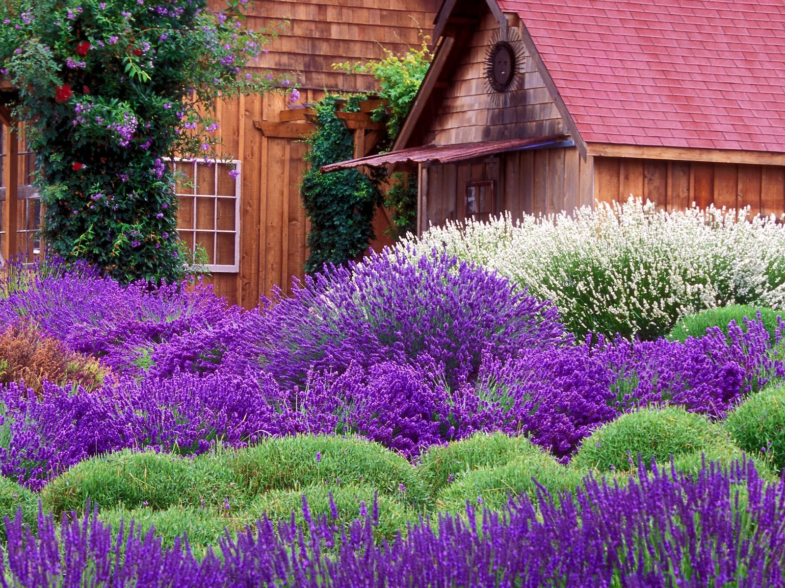 Free HQ Purple Haze Lavender Farm Sequim Washington Wallpaper   Free