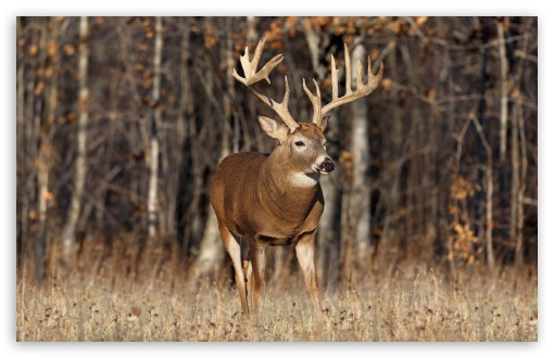 Deer In The Forest HD Desktop Wallpaper High Definition Fullscreen