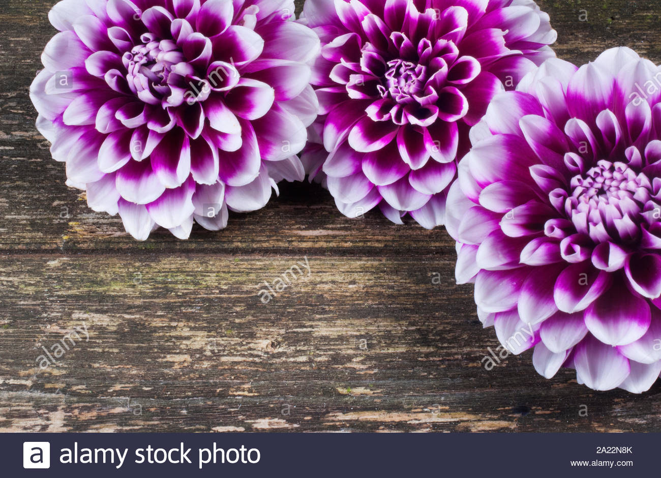 Studio Shot Of Dahlia Flower Against A Dark Wooden Background