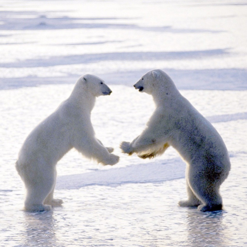 Polar Bears Playing Around On The Ice