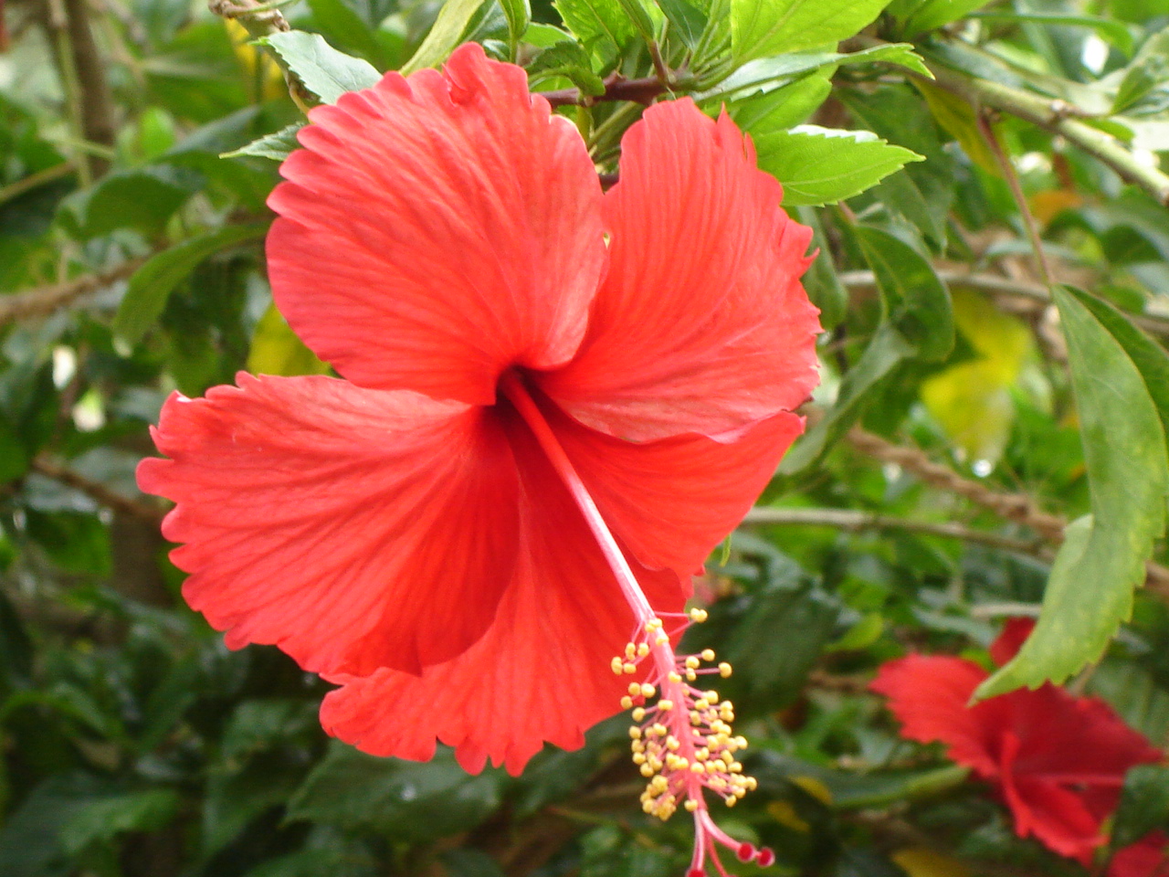 File Red Hibiscus In Chennai During Spring Jpg Wikipedia The