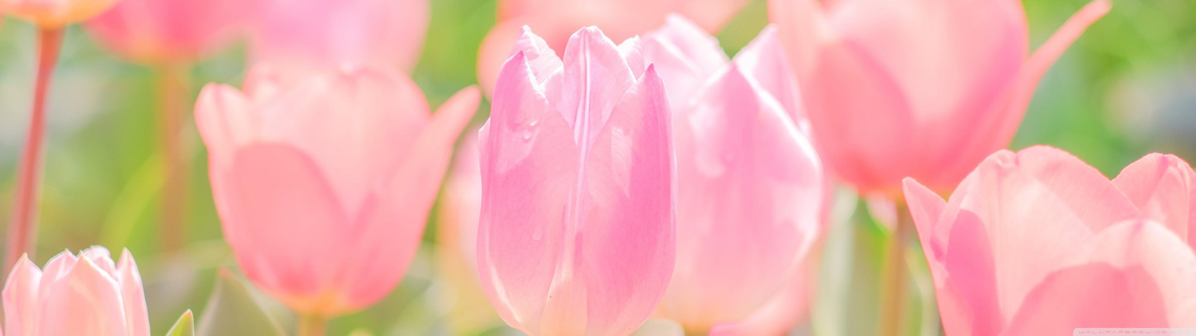 Pink Spring Flowers Ultra HD Desktop Background Wallpaper For