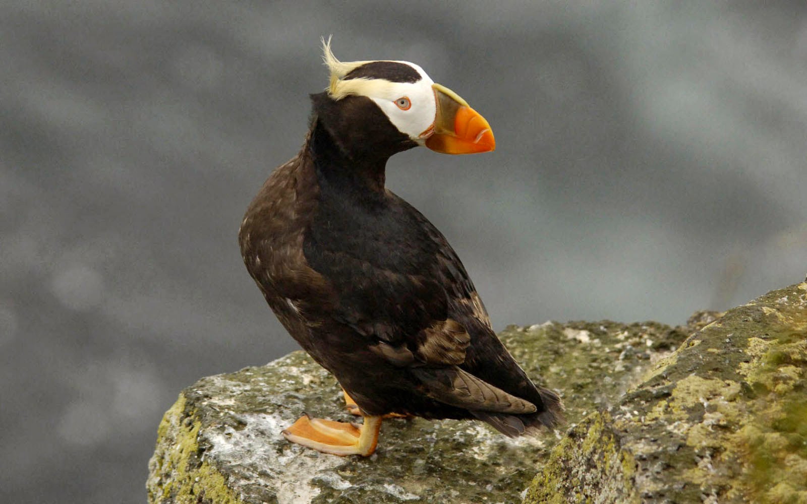 Tag Tufted Puffin Wallpaper Background Photos Image And Pictures