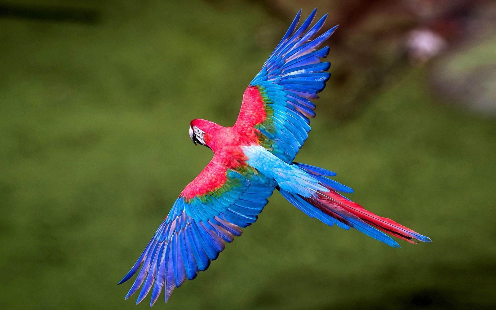 Flying Bird Wallpaper Desktop