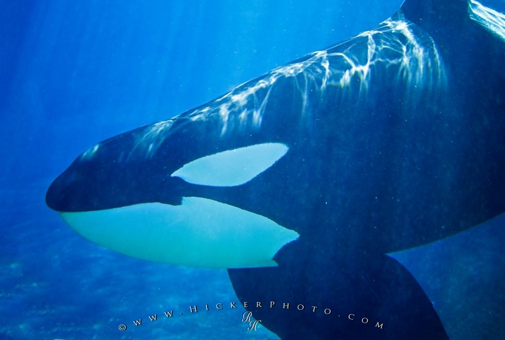 Puter Background Photo Of An A Orca Underwater Swimming By