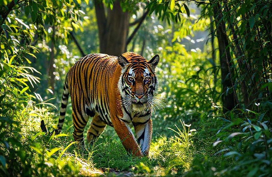Tiger Wallpaper And Screensavers