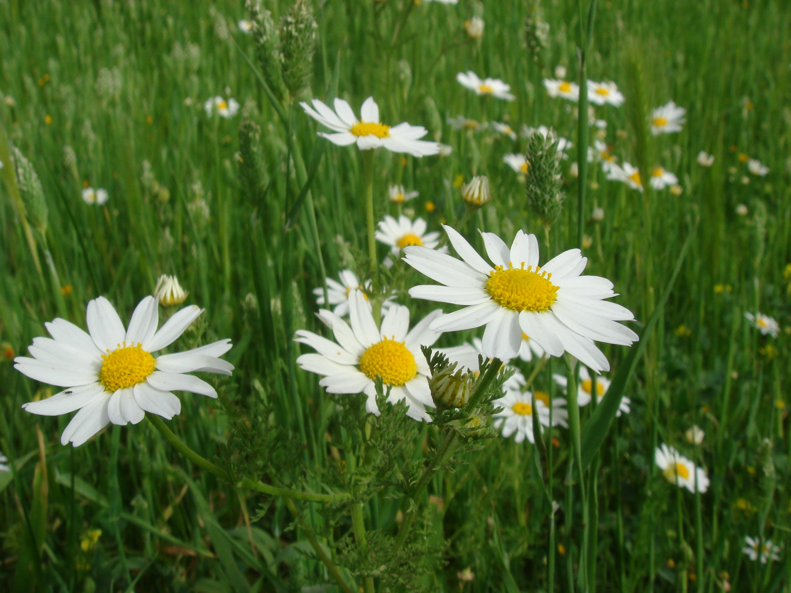 Wallpaper Spring Flowers Background