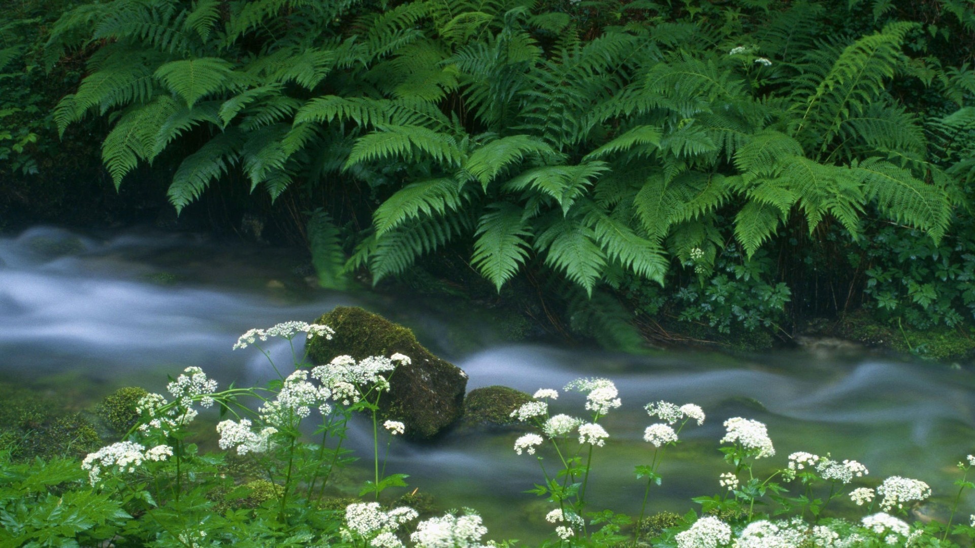 Nature Scenes Wallpaper