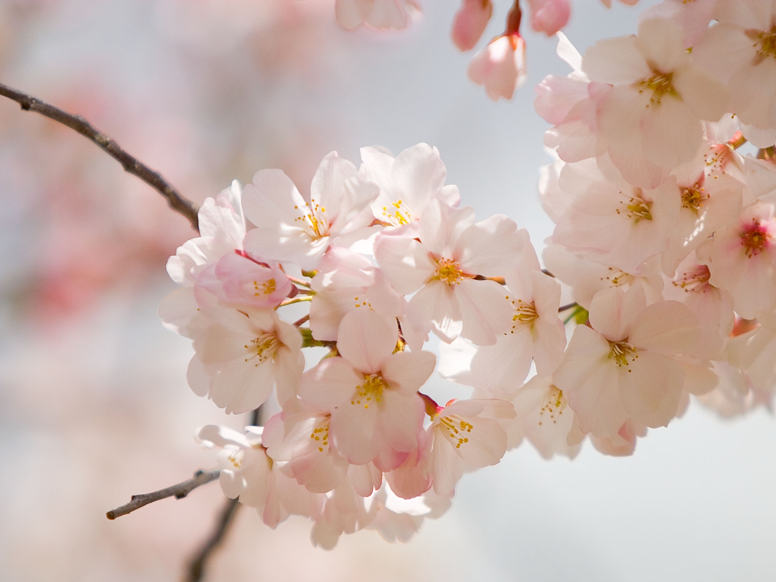 Amazing Spring Flowers Wallpapers 521 Entertainment World 1600x1200