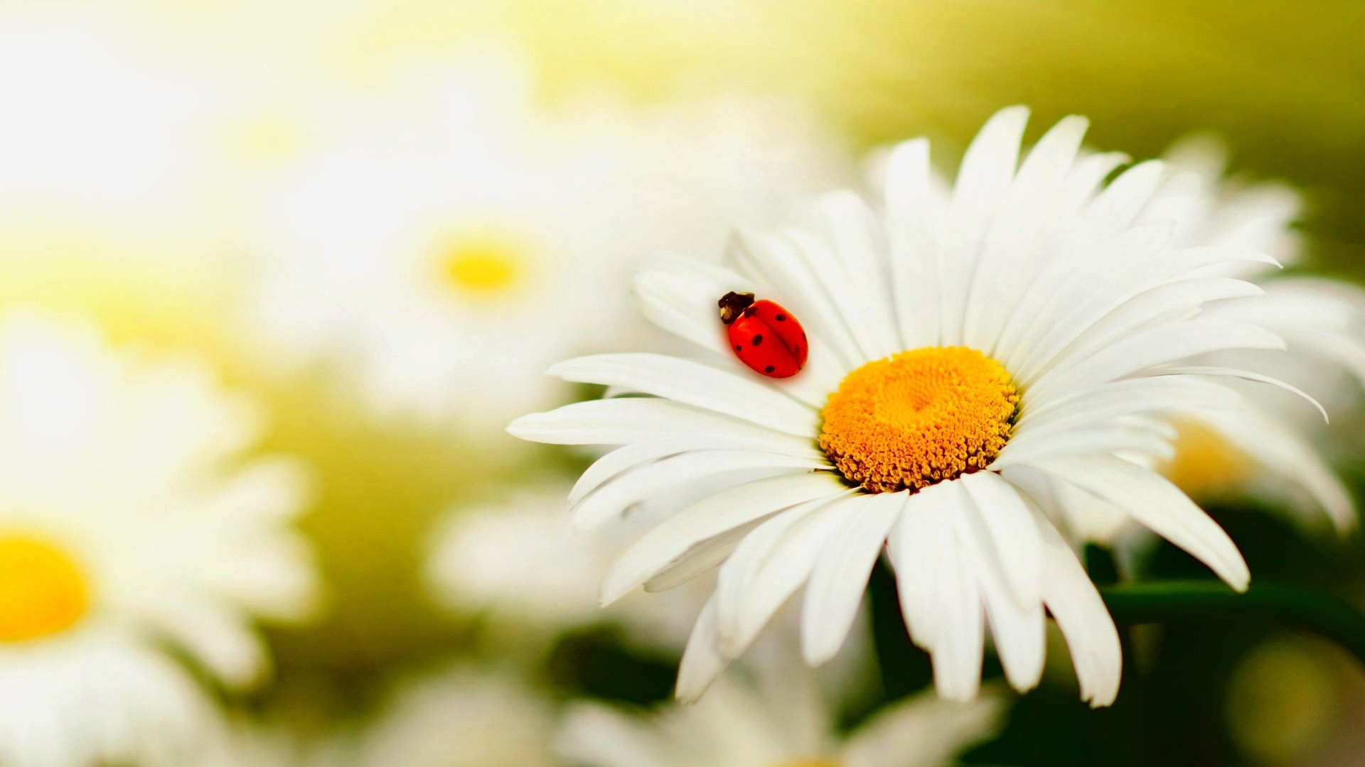 Daisy Flower Wallpaper