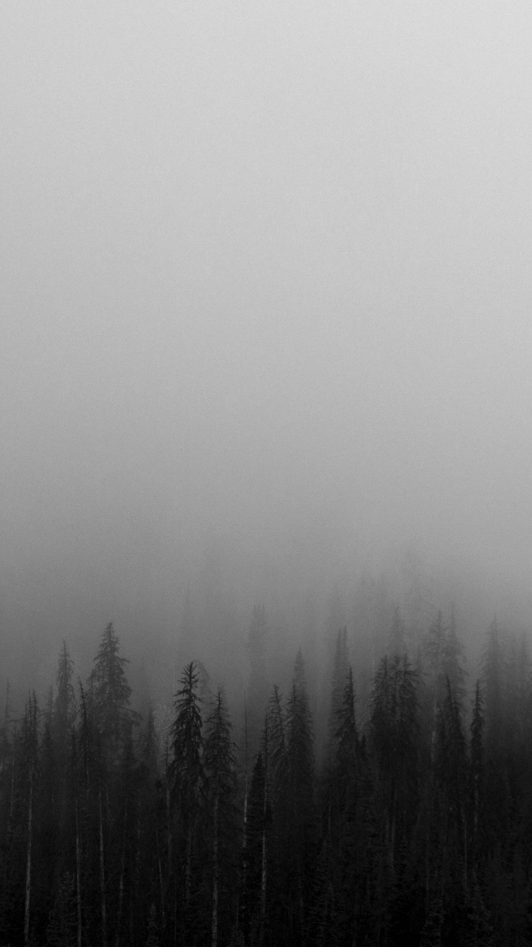 Black And White Mist Forests Wallpaper iPhone