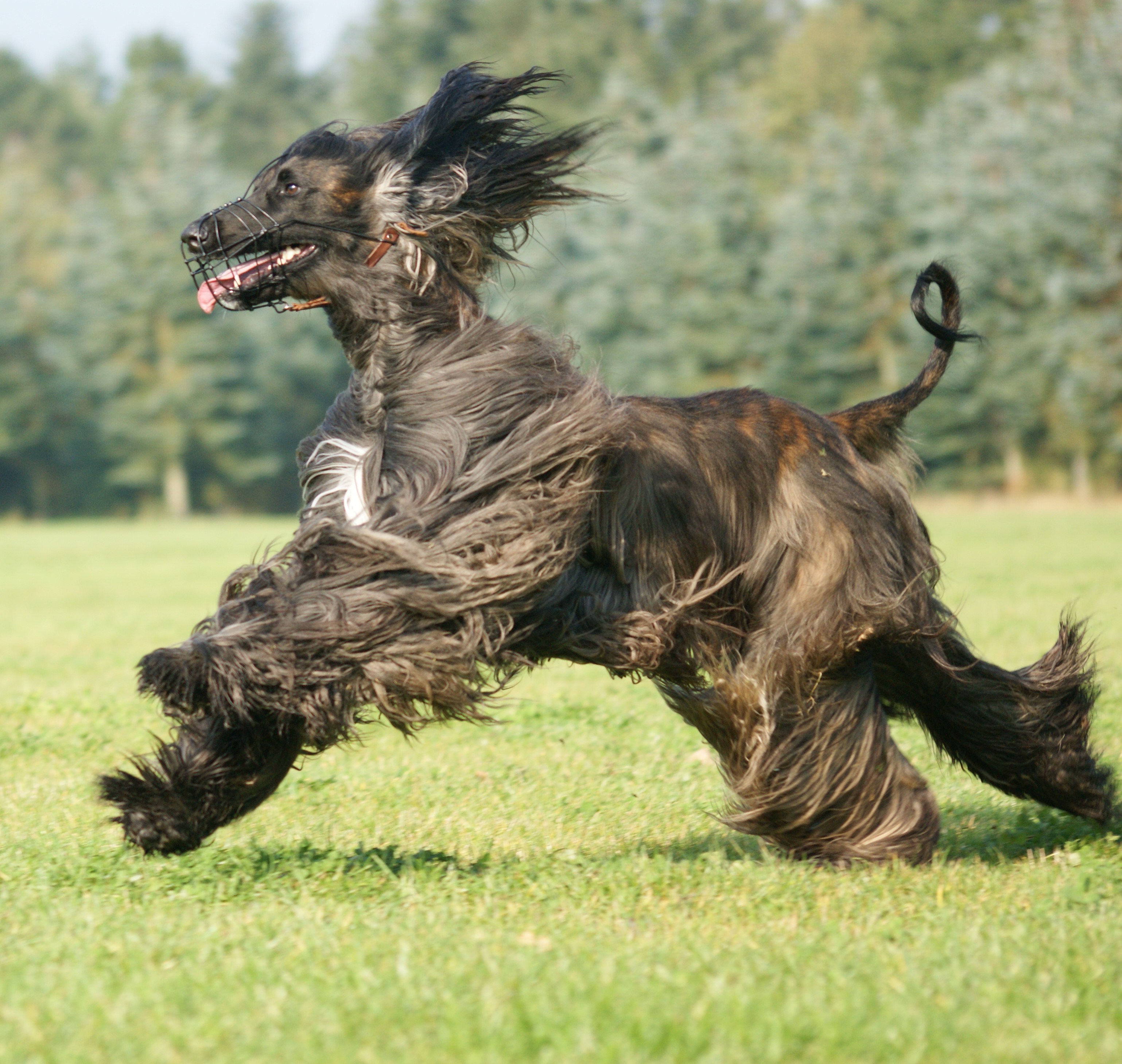 Cute Running Afghan Hound Photo And Wallpaper Beautiful