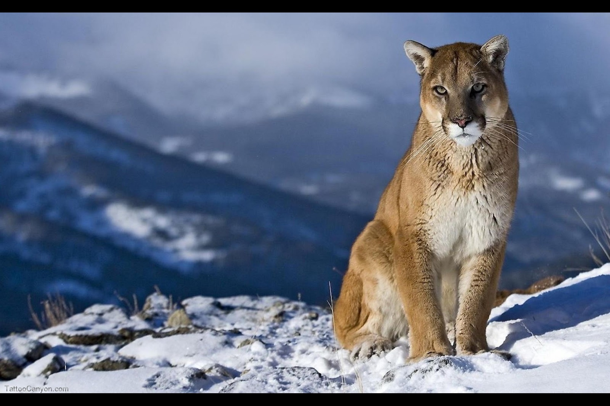  Apples Amazing Os X Mountain Lion Wallpapers Picture