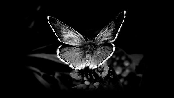 [44+] Black Butterfly Background Wallpaper on WallpaperSafari