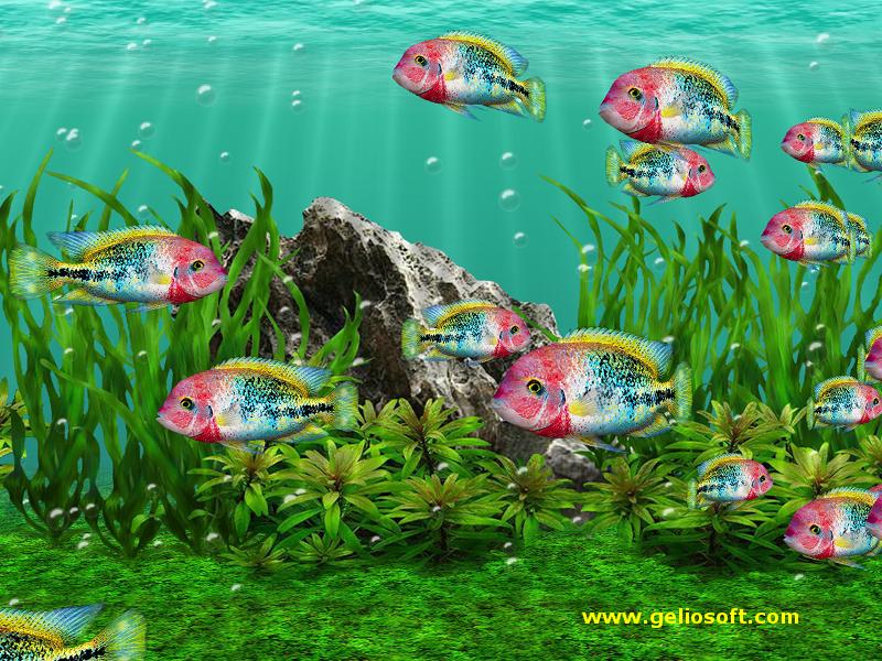 3d Fish School Vieja Fenestratus Aquarium Screensaver Html