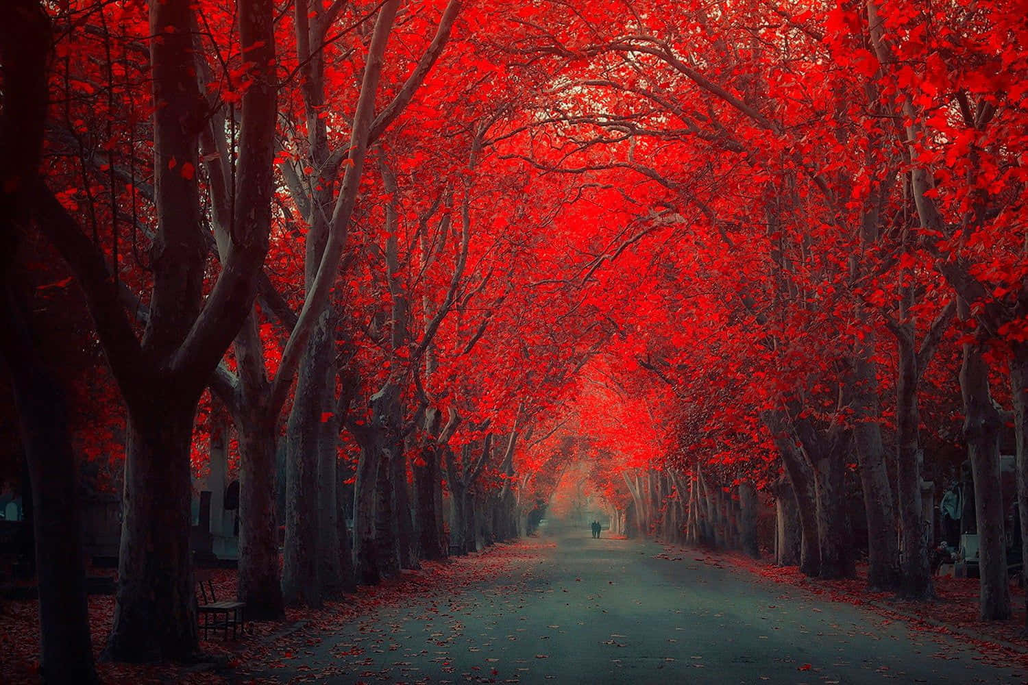 Red Forest Wallpaper
