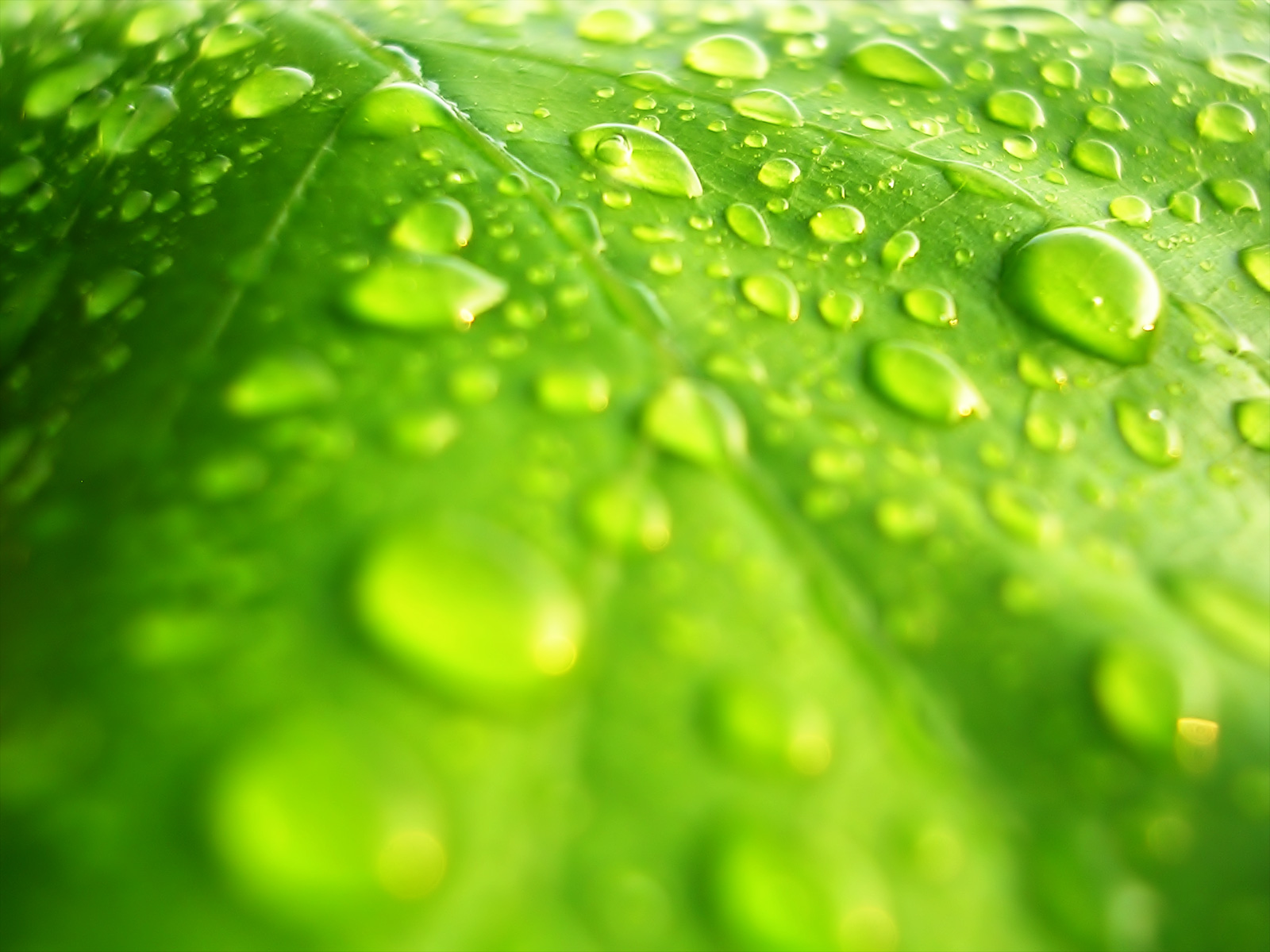 Wallpaper Of A High Resolution Photo a Green Leaf Free Wallpaper