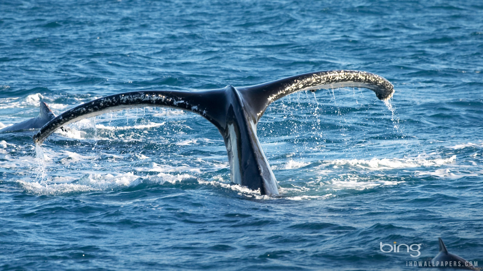 Humpback Whale HD Wallpaper IHD