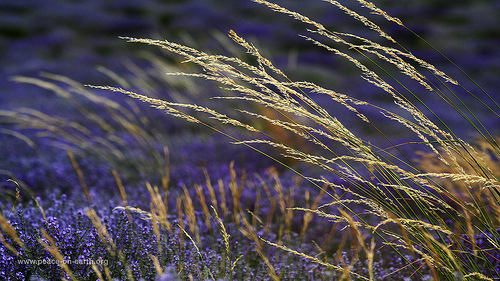 Landscape Wallpaper Provence France Photo