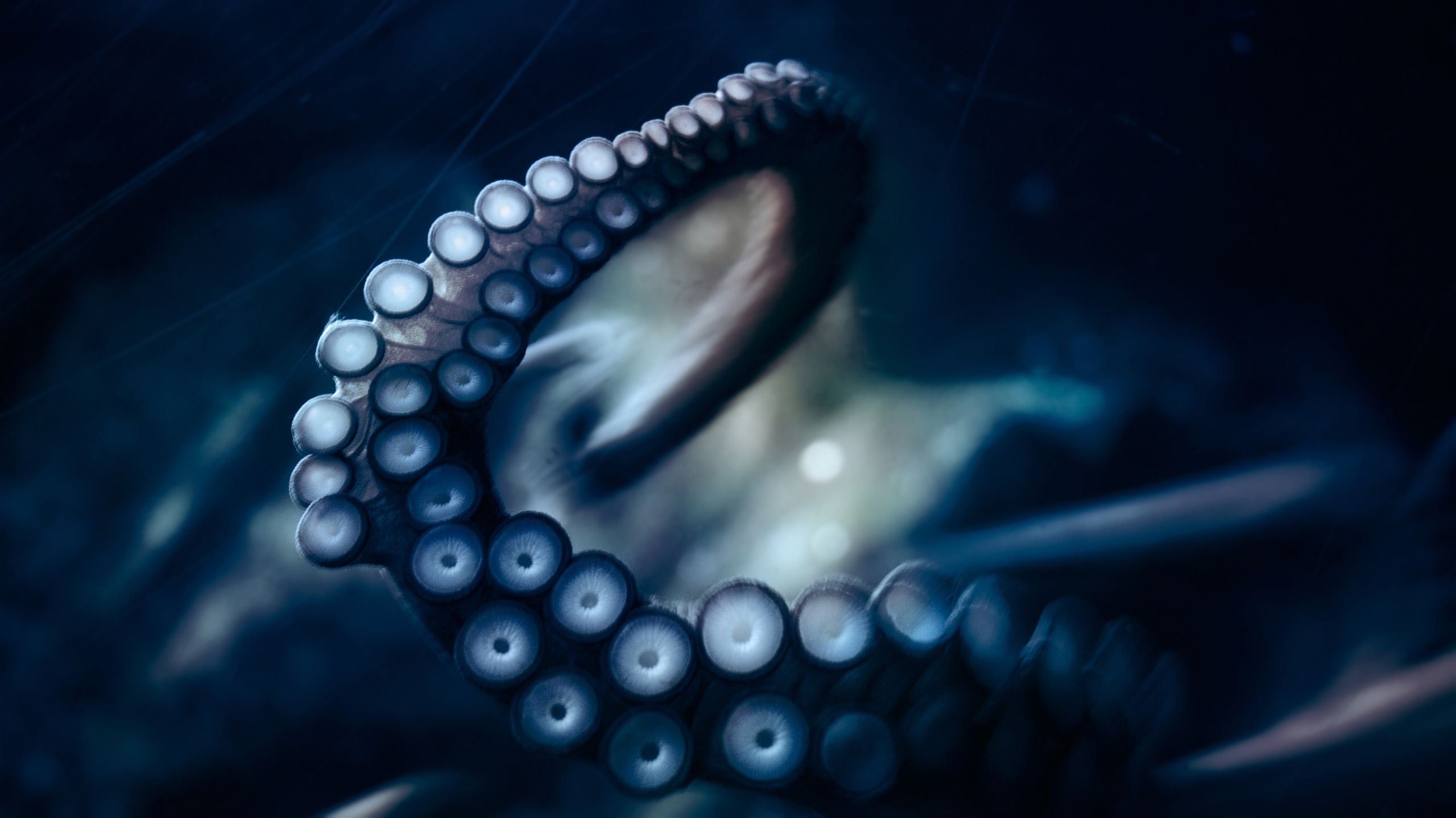 Blue Tentacles Wallpaper Octopus Photography Tentacle