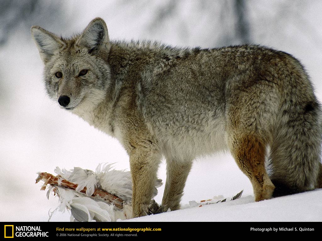 Coyote HD Wallpaper