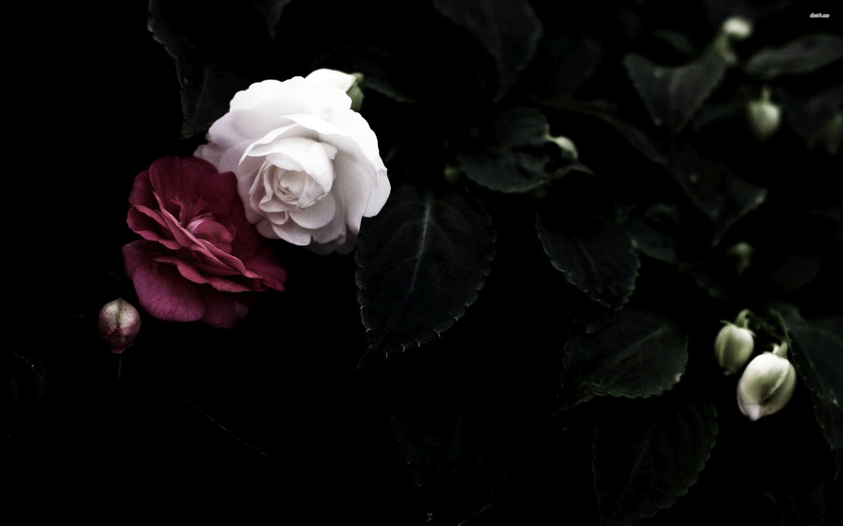 Update More Than Flower Wallpaper With Black Best