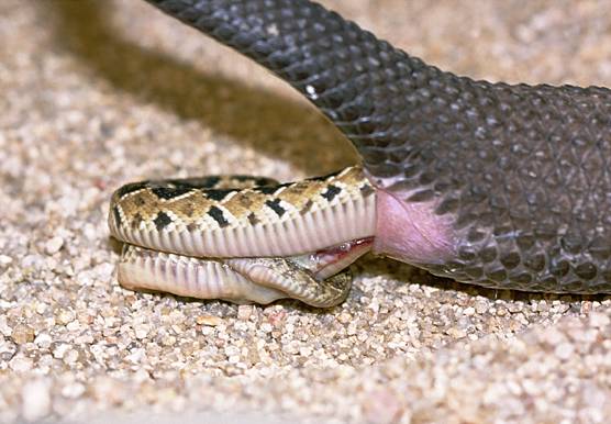 Thematzats Snakes Image