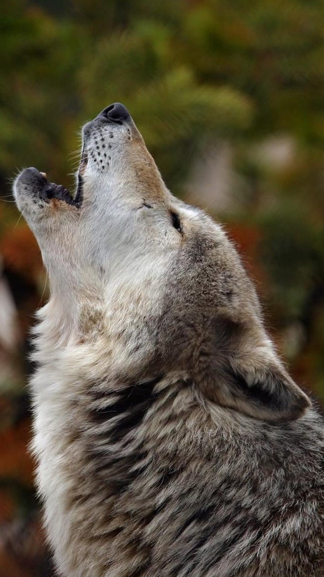 Howling Wolf Crying Dog Wallpaper