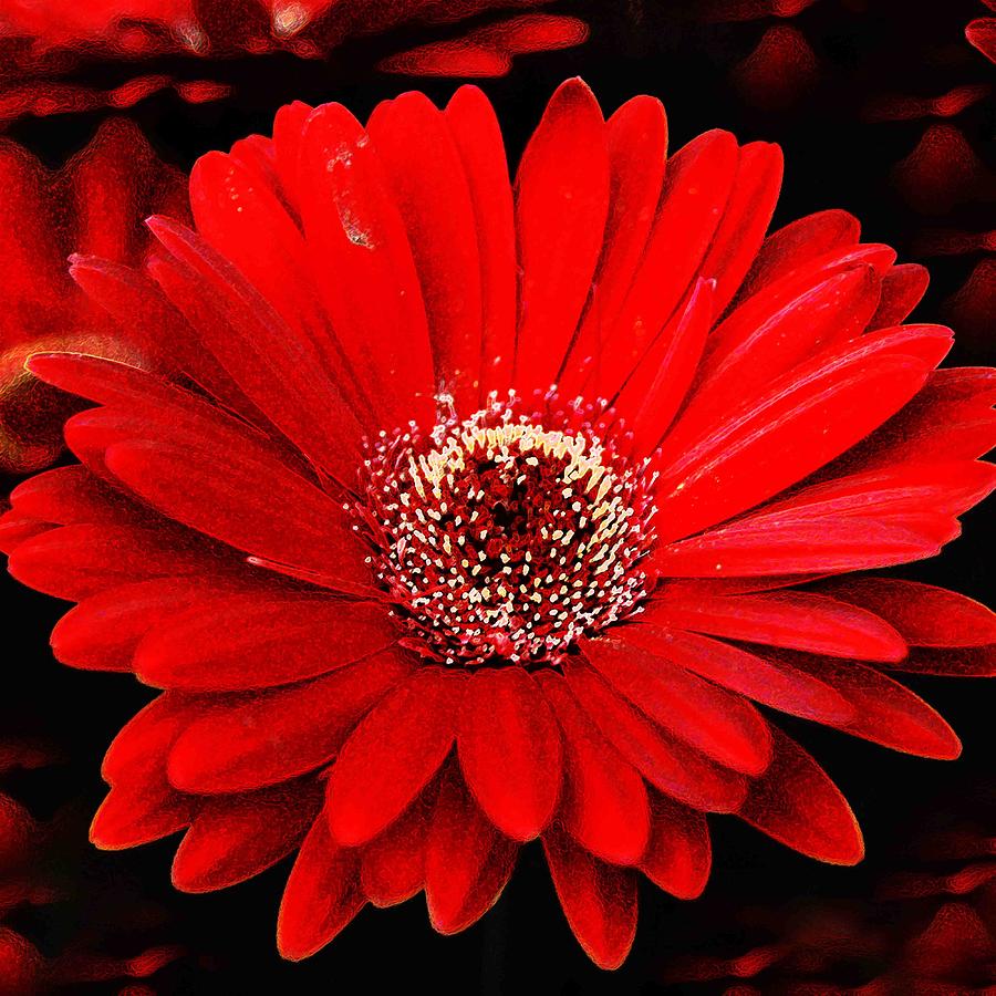 Flowers For Flower Lovers Red Daisy Desktop Wallpaper