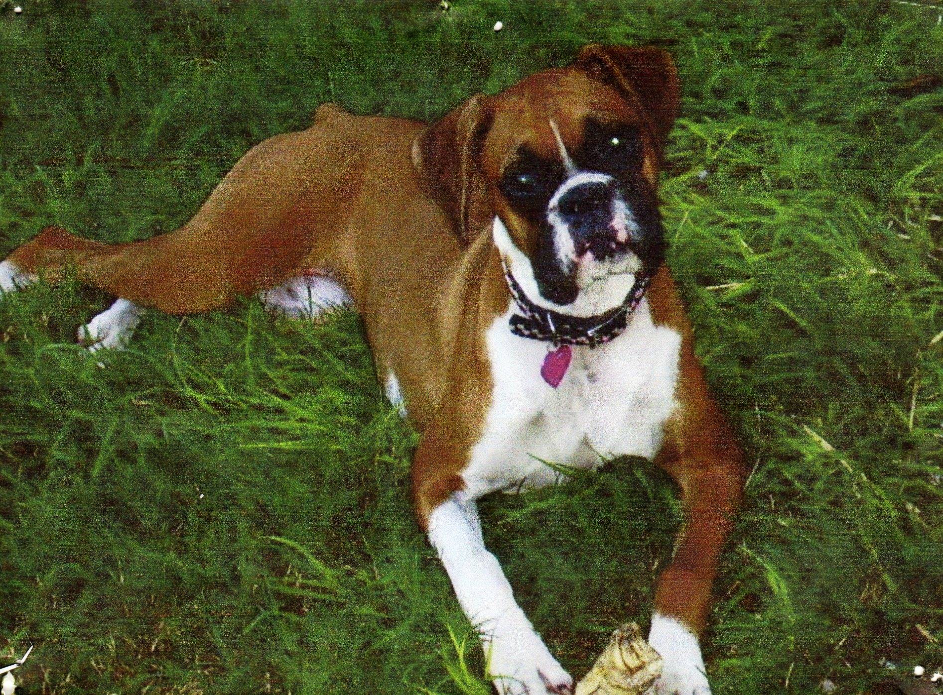 Boxer Dog Desktop Wallpaper HD Image