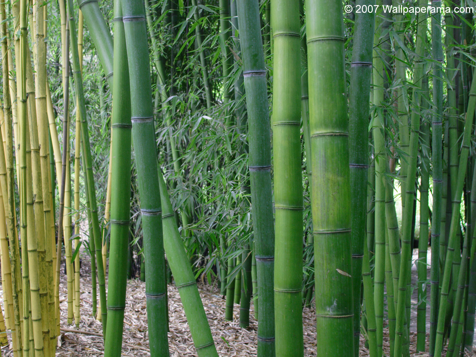 Bamboo Garden Wallpaper HD Background Image Pictures
