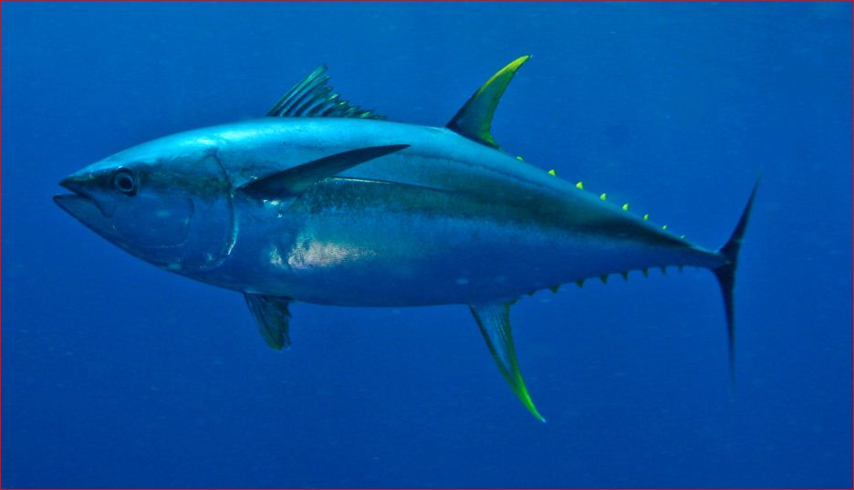 Fish Identification Albacore Tuna