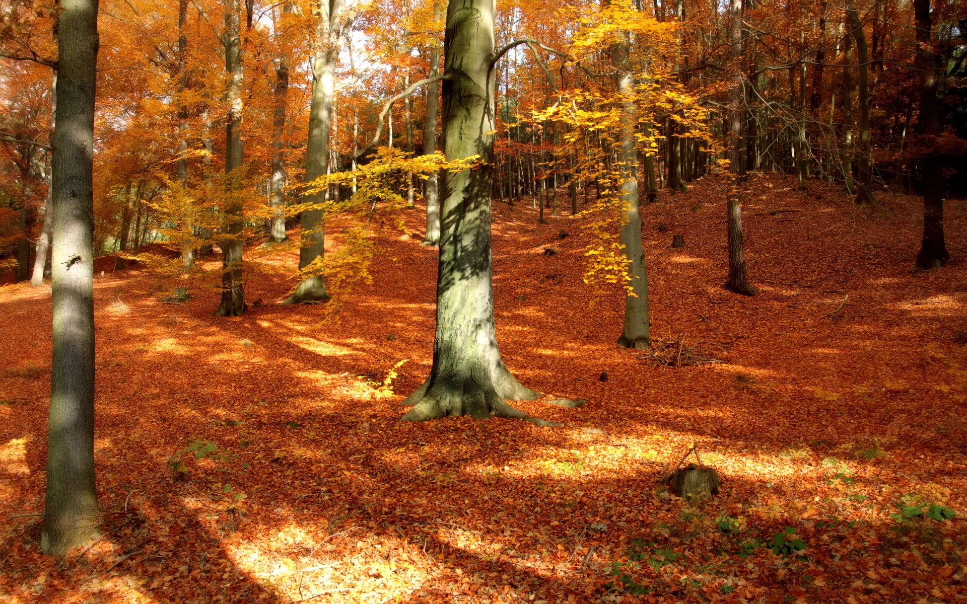 Autumn Forest Wallpaper For Desktop Of Wallpaperask