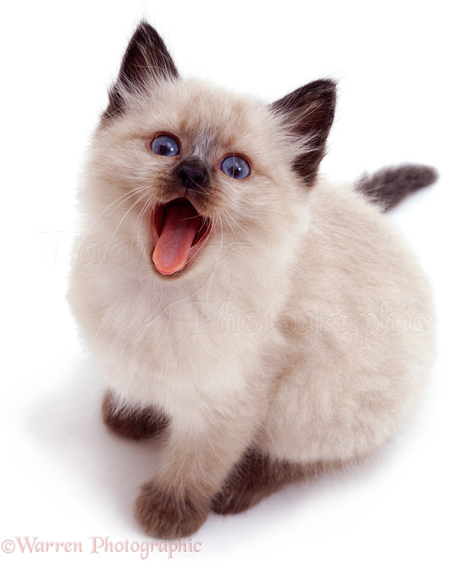 Pictures Of Siamese Cats And Kittens