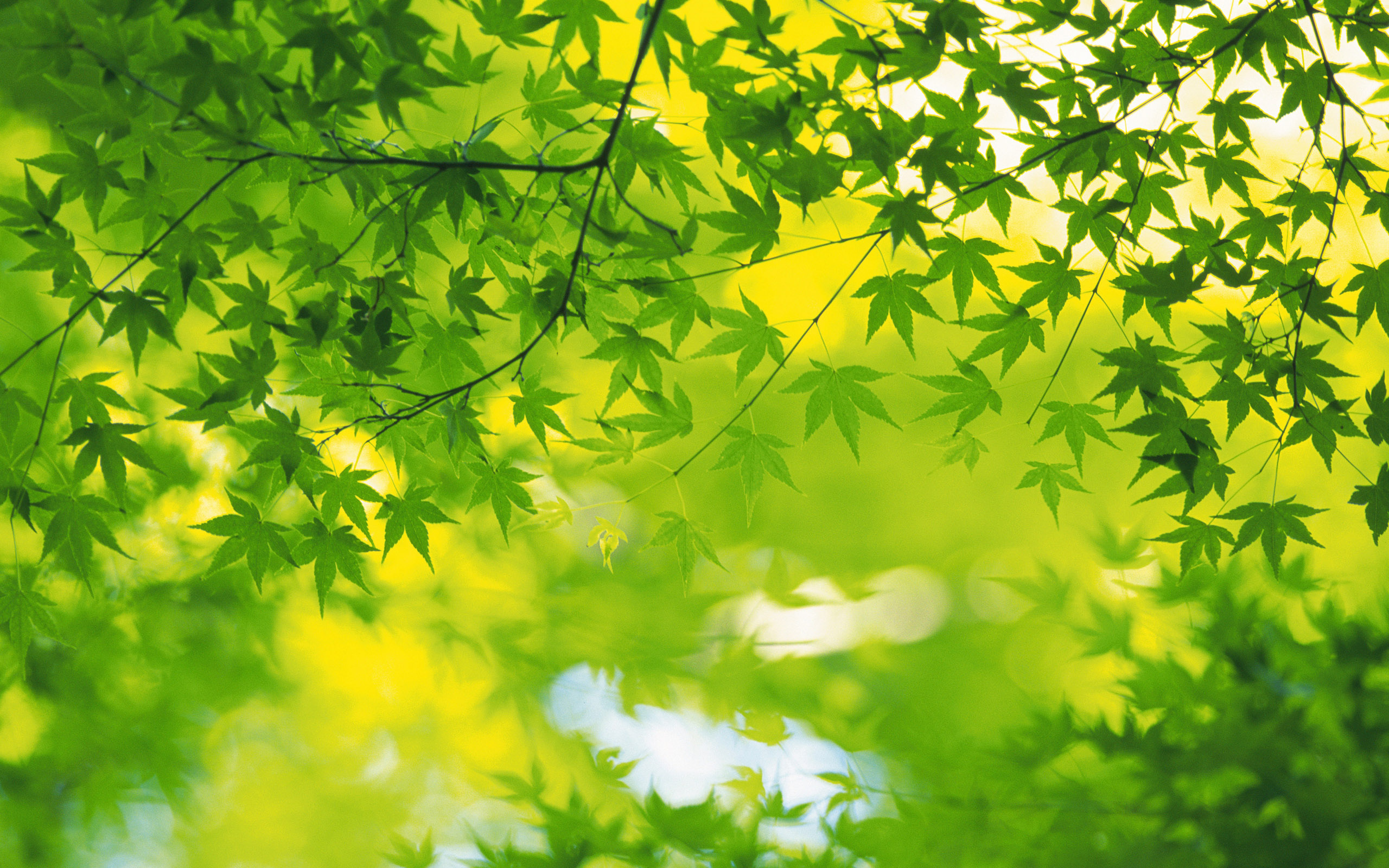 SUMMER GREEN LEAVES Wallpapers   Album nh