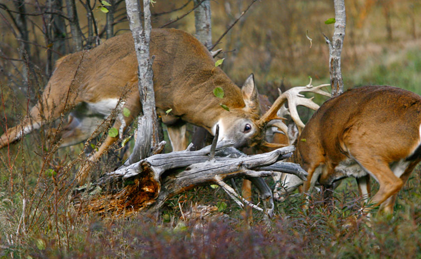 Monster Bucks Fighting Wallpaper Buck Kills Rival In Fight