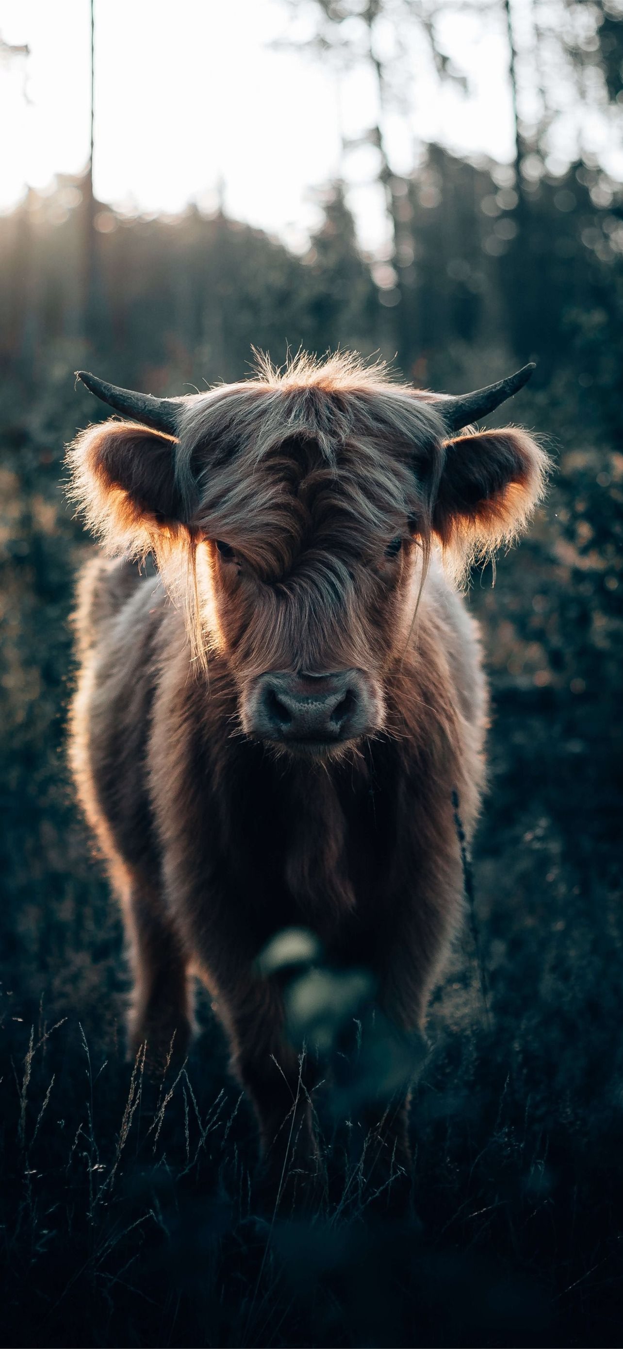 Highland Cow iPhone Wallpaper