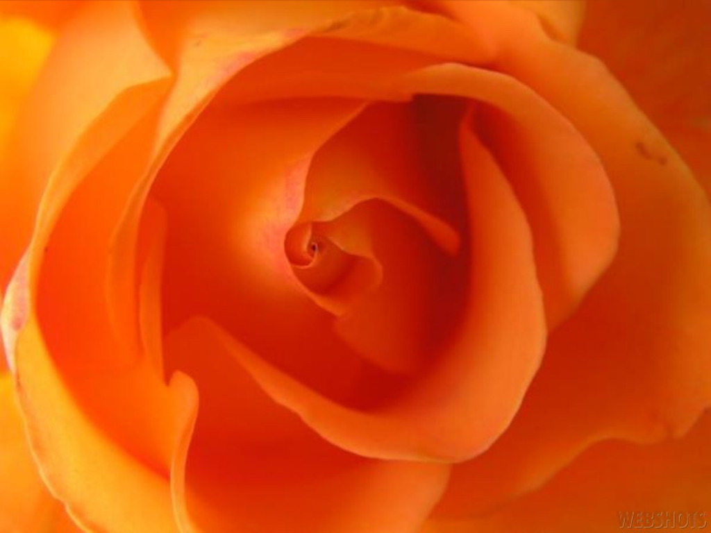 HD Wallpaper Orange Rose