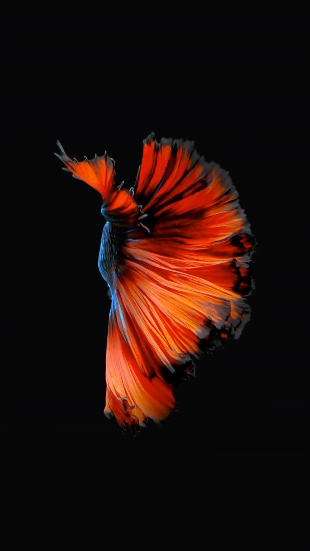 How to Get Apples Live Fish Wallpapers Back on Your iPhone iOS